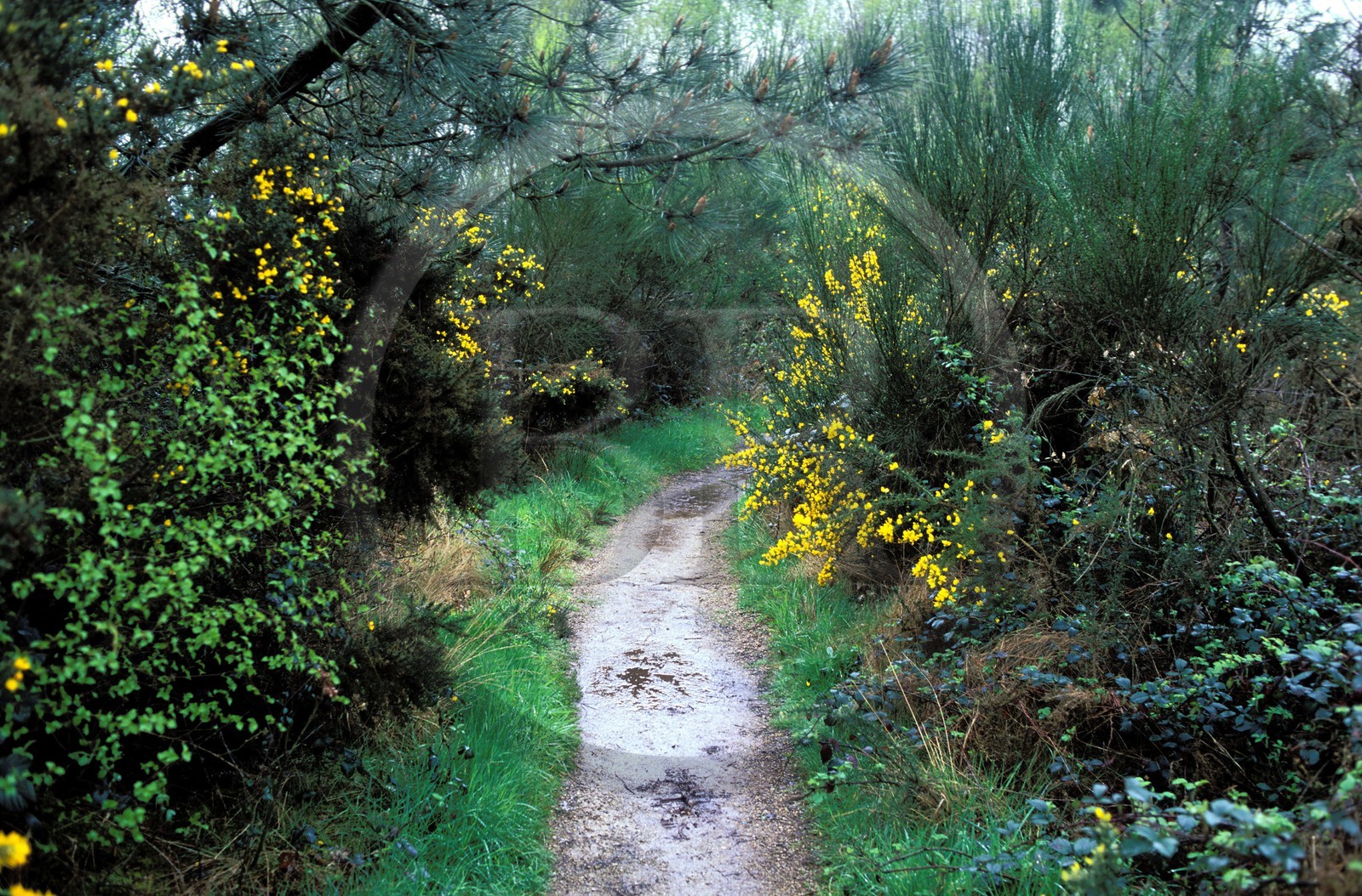France, Ille-et-Vilaine (35), la foret de Brocéliande