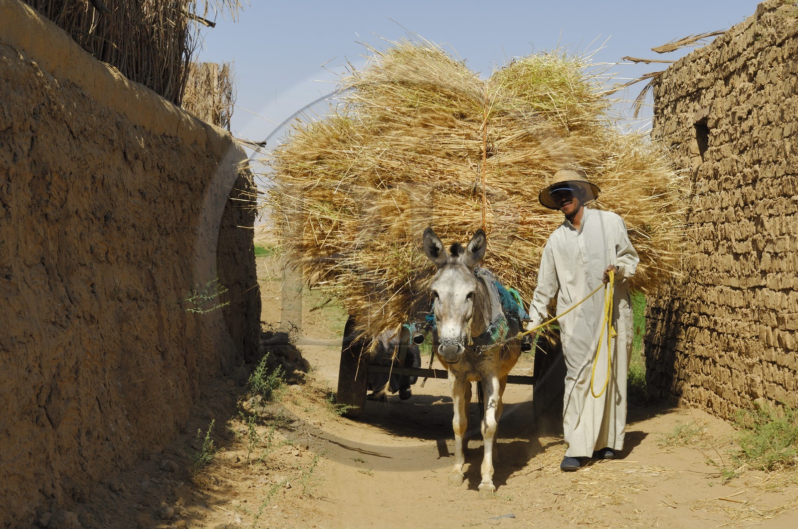 Egypte, désert libyque, oasis de Dakhla, travaux des champs