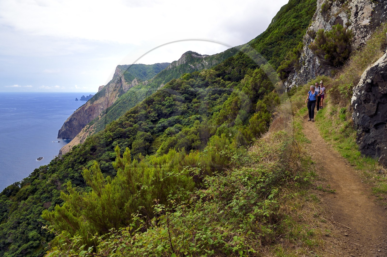 Portugal, Ile de Madère, randonnée de Machico à Porto da Cruz par le Vereda do Larano, sentier taillé à flanc de paroi dans la falaise de Larano