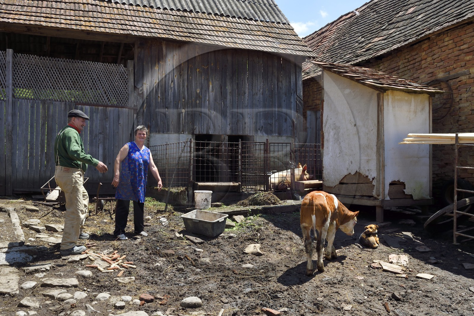 Roumanie, Transylvanie, région de Sighisoara, village de Movile, couple de fermiers dans leur cour