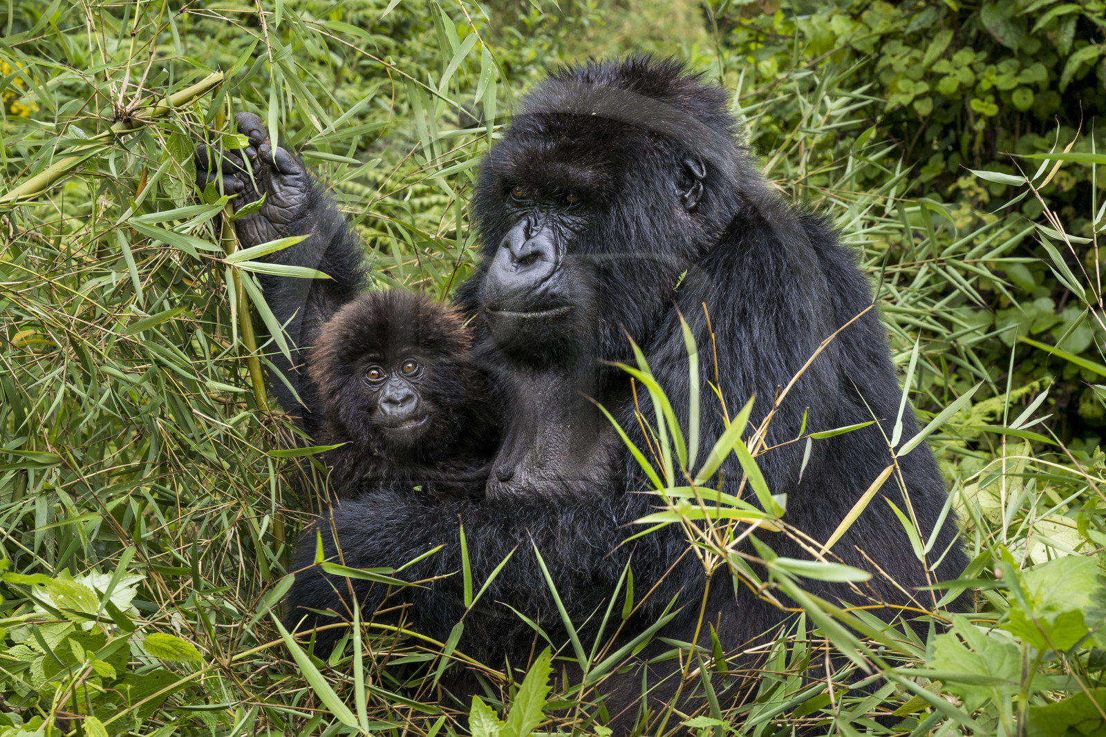 Rwanda, Province du Nord, Parc National des Volcans dans la chaine des Monts Virunga, mont Karisimbi, gorilles des montagnes (Gorilla beringei beringei) du groupe Susa, mère avec son petit de 6 mois