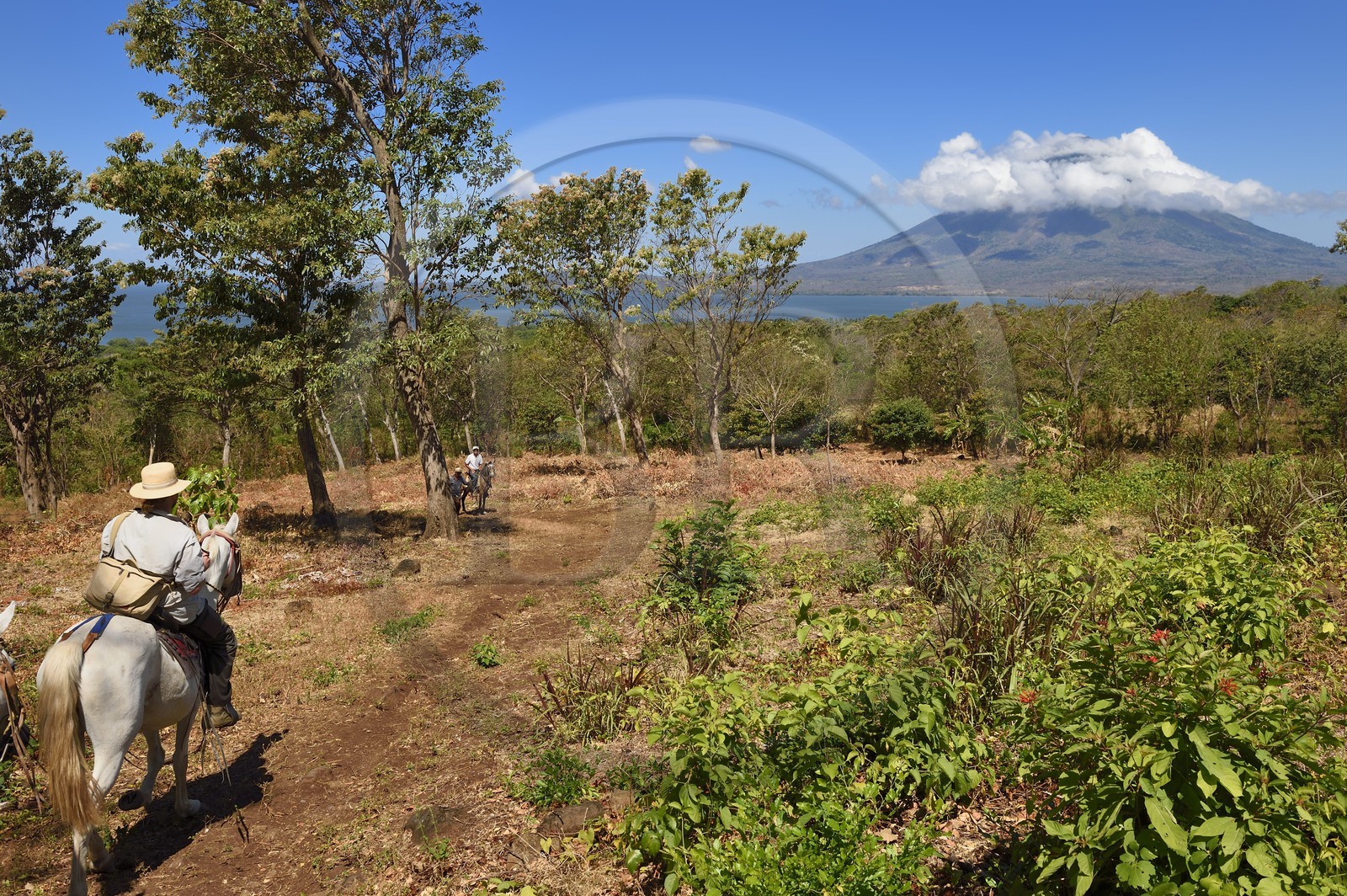 Nicaragua, Ile d'Ometepe sur le lac Nicaragua, cavaliers en randonnée et le volcan Conception (1610 m) toujours en activité en arrière plan