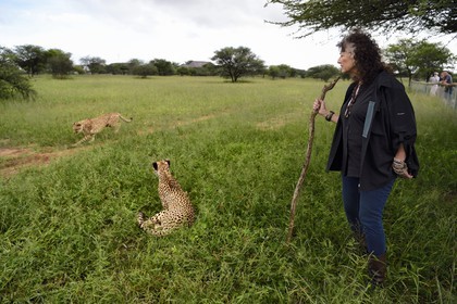 Namibia, Otjiwarongo, Cheetah Conservation Fund, research and education centre, Dr. Laurie Marker founder and executive director of CCF founded in 1990, cheetahs (Acinonyx jubatus)