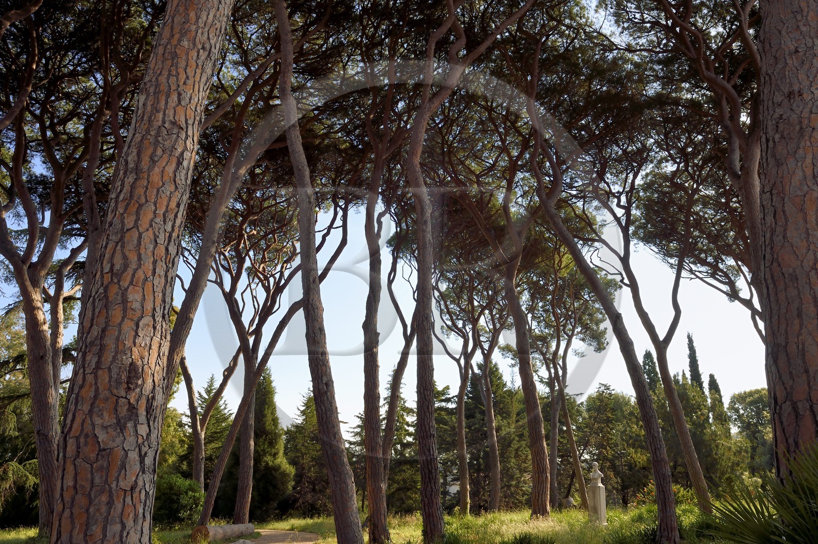 France, Alpes-Maritimes (06), Antibes, Jardin botanique de la Villa Thuret et buste de Gustave Thuret