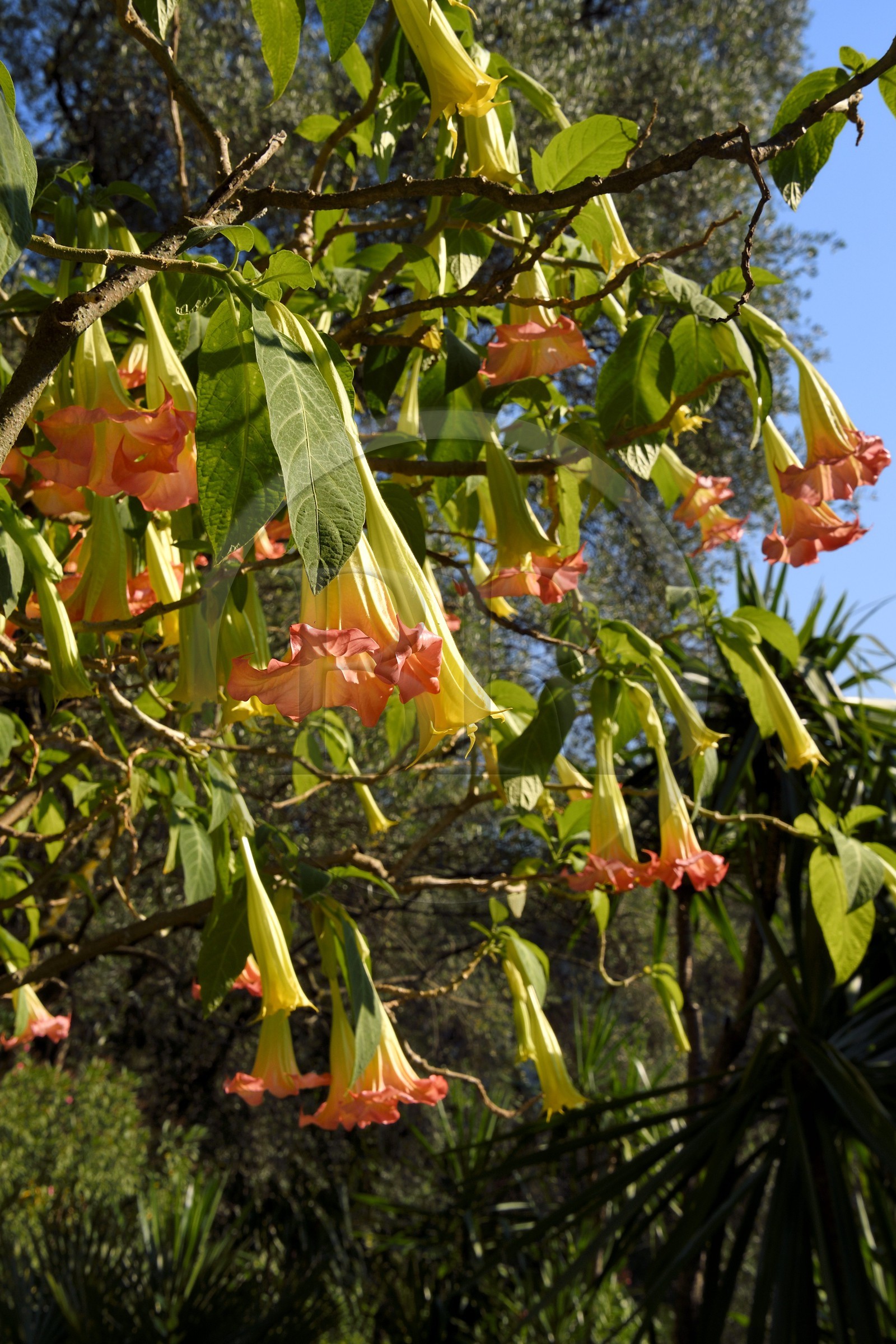France, Alpes-Maritimes (06), Menton, le domaine de la Citronneraie créé par François Mazet et son jardin d'agrément dédié aux plantes tropicales, Brugmansia