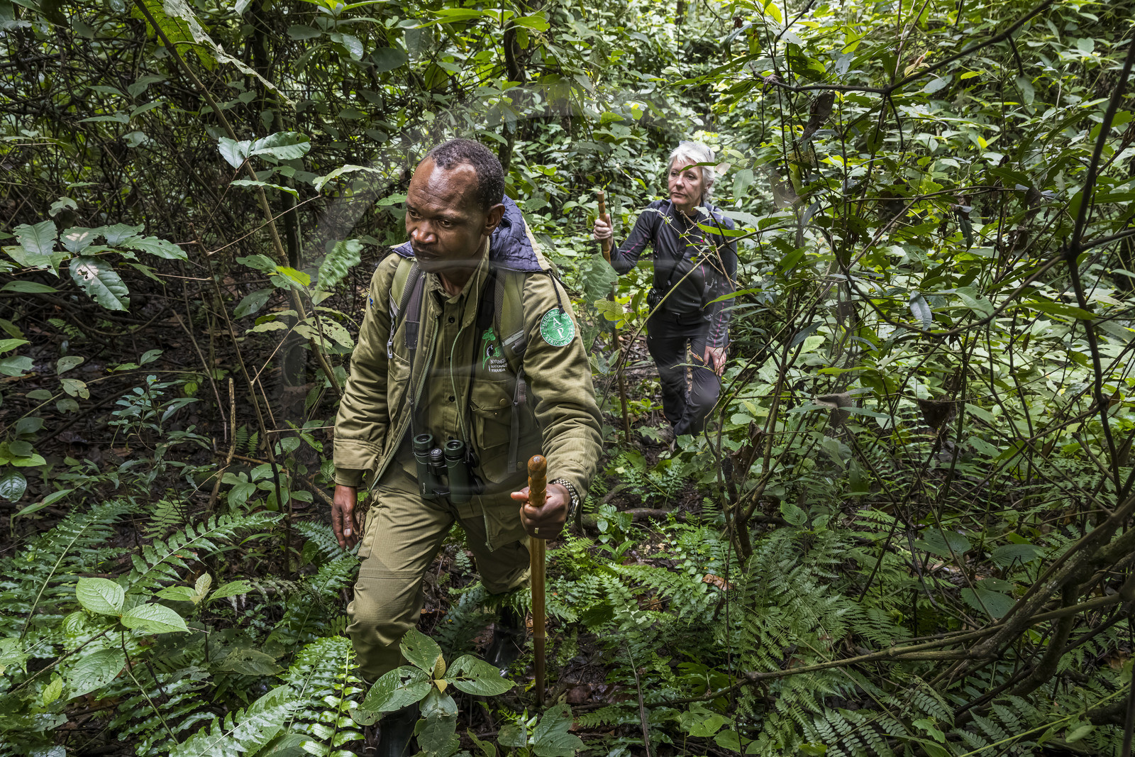 Rwanda, Province de l’Ouest, Gisakura, Parc national de Nyungwe, le garde de African Parks Claver Mtoyinkima guidant des touristes sur la piste des Colobes de Ruwenzori (Colobus angolensis ruwenzorii) pendant un safari à pied dans la forêt tropicale humide naturelle
