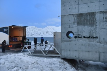 Norvège, Svalbard, Spitzberg, Longyearbyen, la Réserve mondiale de semences du Svalbard (banque de graines du Global Seed Vault) permet une sauvegarde de sécurité pour les collections existantes de banques de gènes, livraison des semences par NordGen