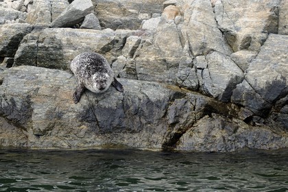 Norway, Rogaland County, Lysebotn Fjord, seal