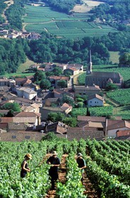 France, Saone et Loire, village of Vergisson and the roche de Solutre (Solutre Rock), work in the vineyard