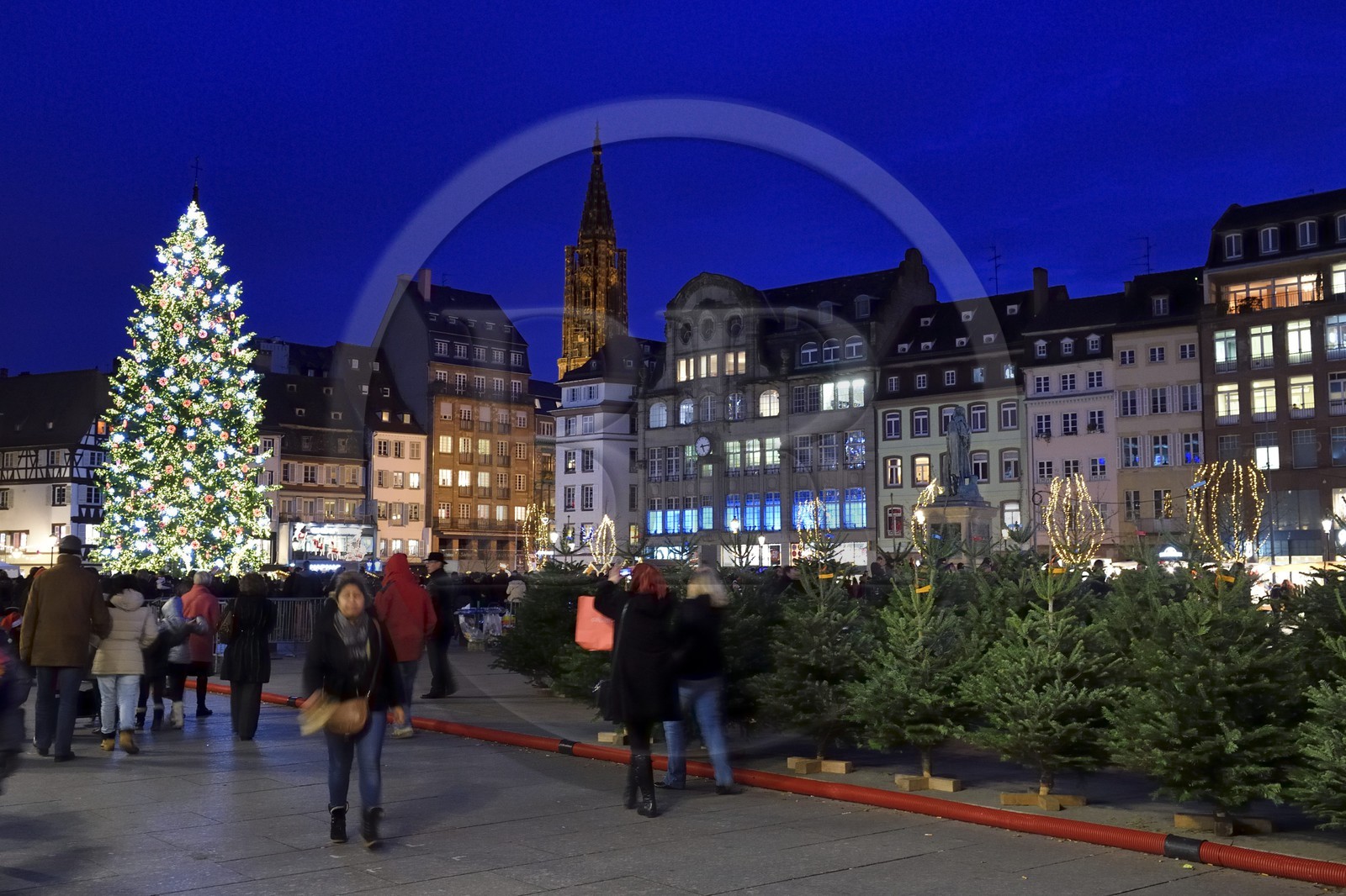 France, Bas-Rhin (67), Strasbourg, vieille ville classée Patrimoine Mondial de l'UNESCO, le Grand Sapin de Noël de la place Kléber et la Cathédrale Notre Dame en arrière plan, vente de sapins de Noël au premier plan