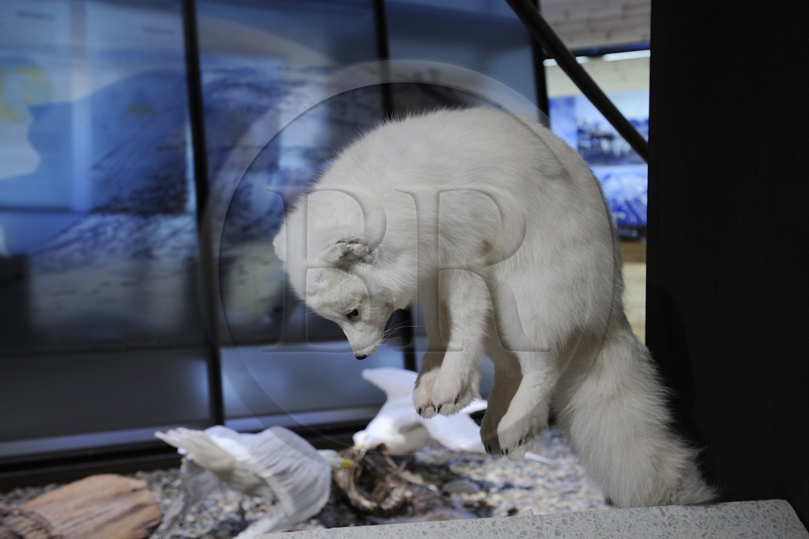 Norvège, Svalbard (Spitzberg), Longyearbyen, musée polaire arctique, renard blanc polaire