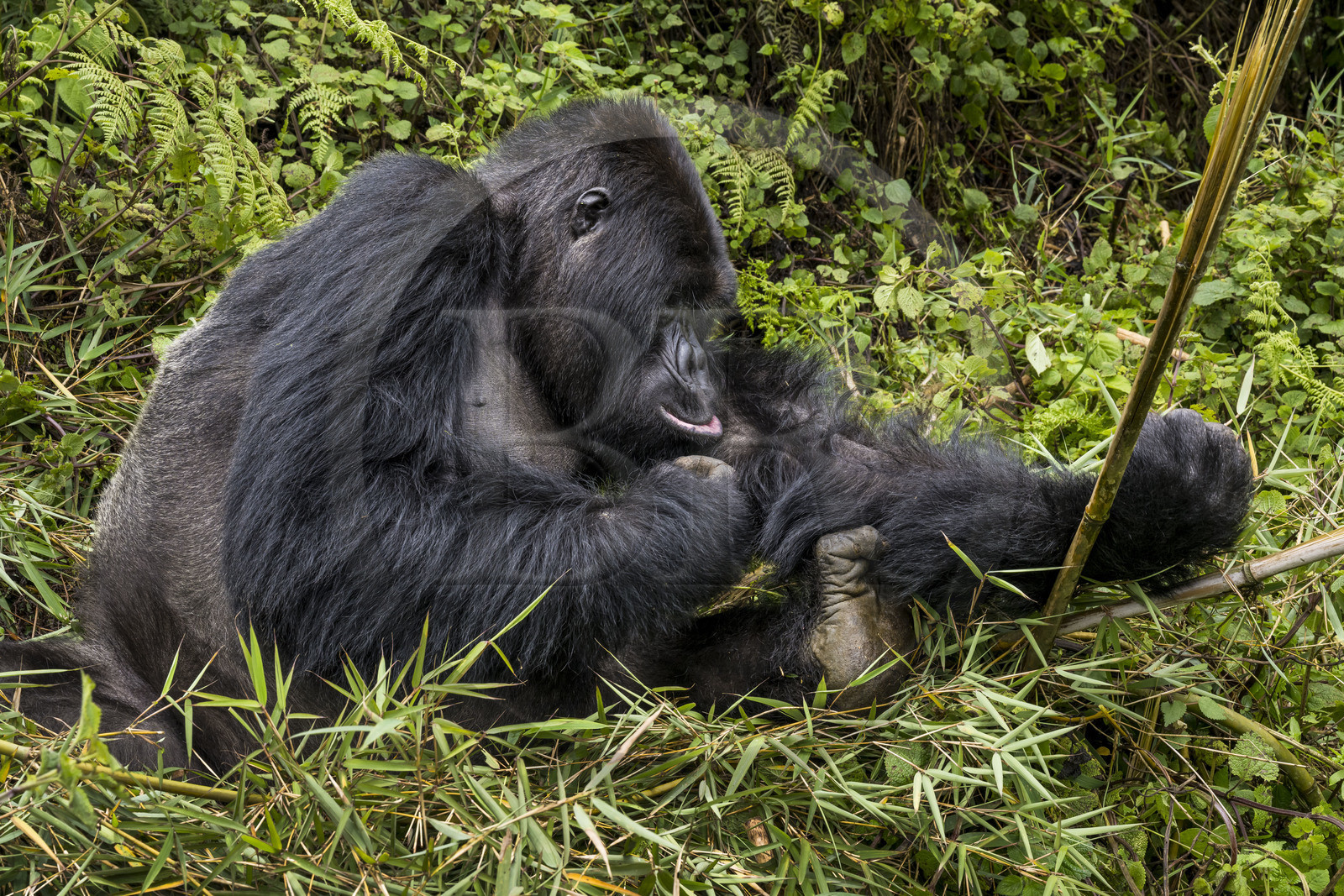 Rwanda, Province du Nord, Parc National des Volcans dans la chaine des Monts Virunga, mont Karisimbi, gorille des montagnes (Gorilla beringei beringei) du groupe Susa, male appelé dos argenté (silverback)