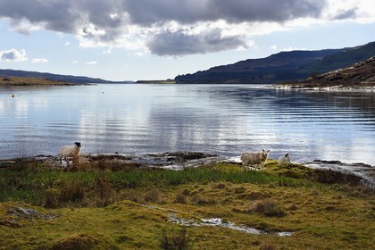 Royaume-Uni, Ecosse, Highland, Hébrides intérieures, Ile de Mull, moutons au bord du Loch Scridain