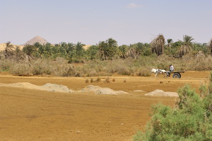 Egypte, Basse-Egypte, désert libyque, oasis de Bahariya (Bahareyya), la palmeraie