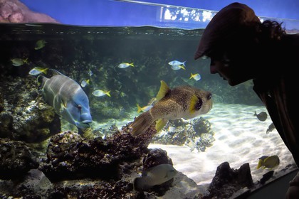 France, Charente-Maritime (17), La Rochelle, Aquarium La Rochelle, Mention obligatoire, zone indo-pacifique, le lagon, napoléon ou labre géant (Cheilinus undulatus) à gauche et Poisson ballon à taches blanches (Arothron hispidus)
