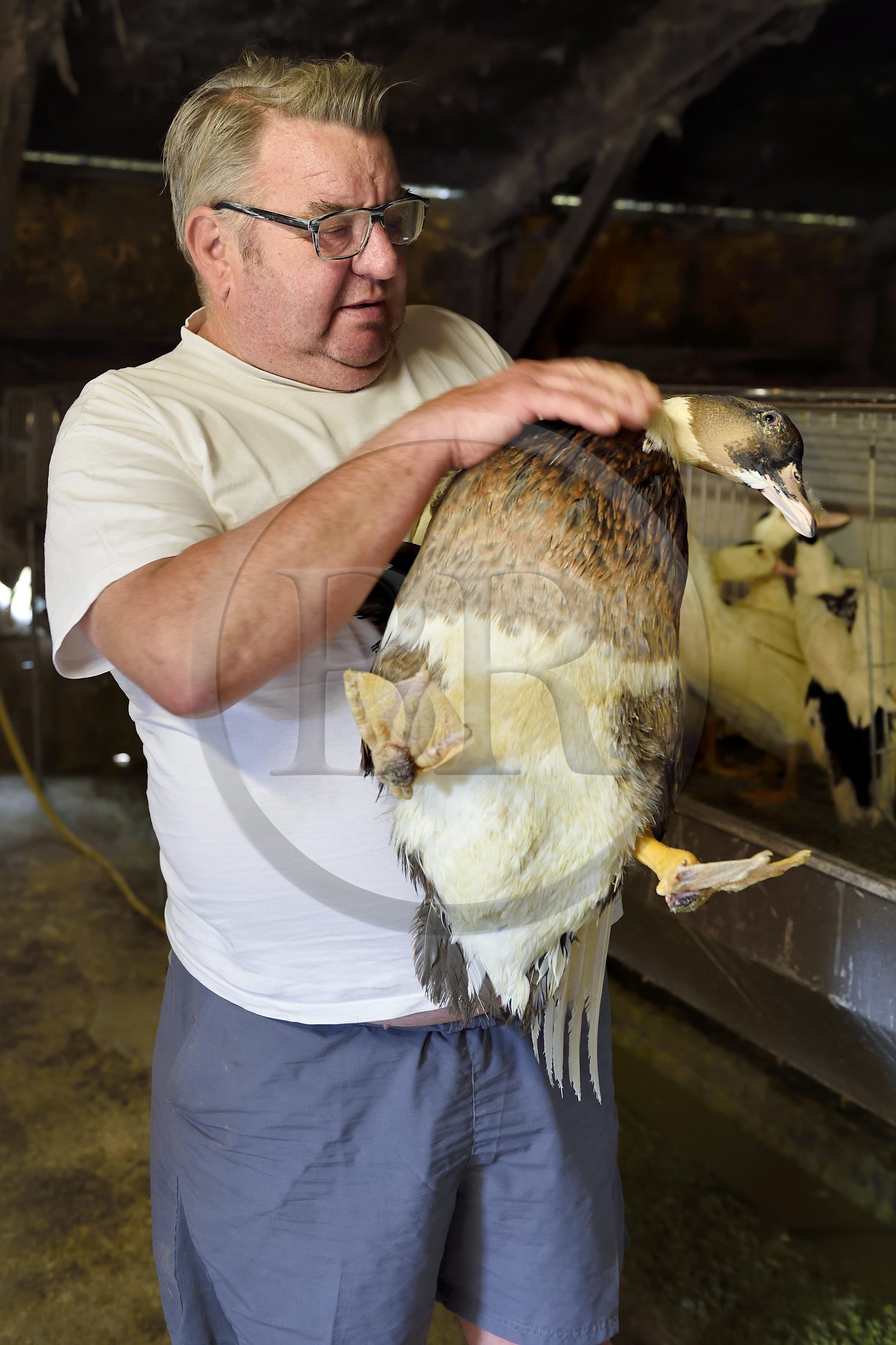 France, Dordogne (24), Périgord Noir, Saint-Rabier, Bernard Gaillard propriétaire de la Ferme-auberge du Grand Coderc et un de ses canards mulard