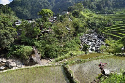 Philippines, province d'Ifugao, les rizières en terrasses de Banaue, classées Patrimoine Mondial de l'UNESCO, pont suspendu qui mêne au village de Cambulo
