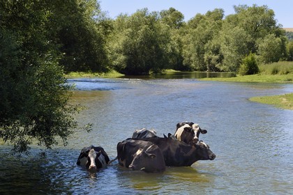 France, Meuse (55), Bannoncourt, vaches se baignant dans la Meuse