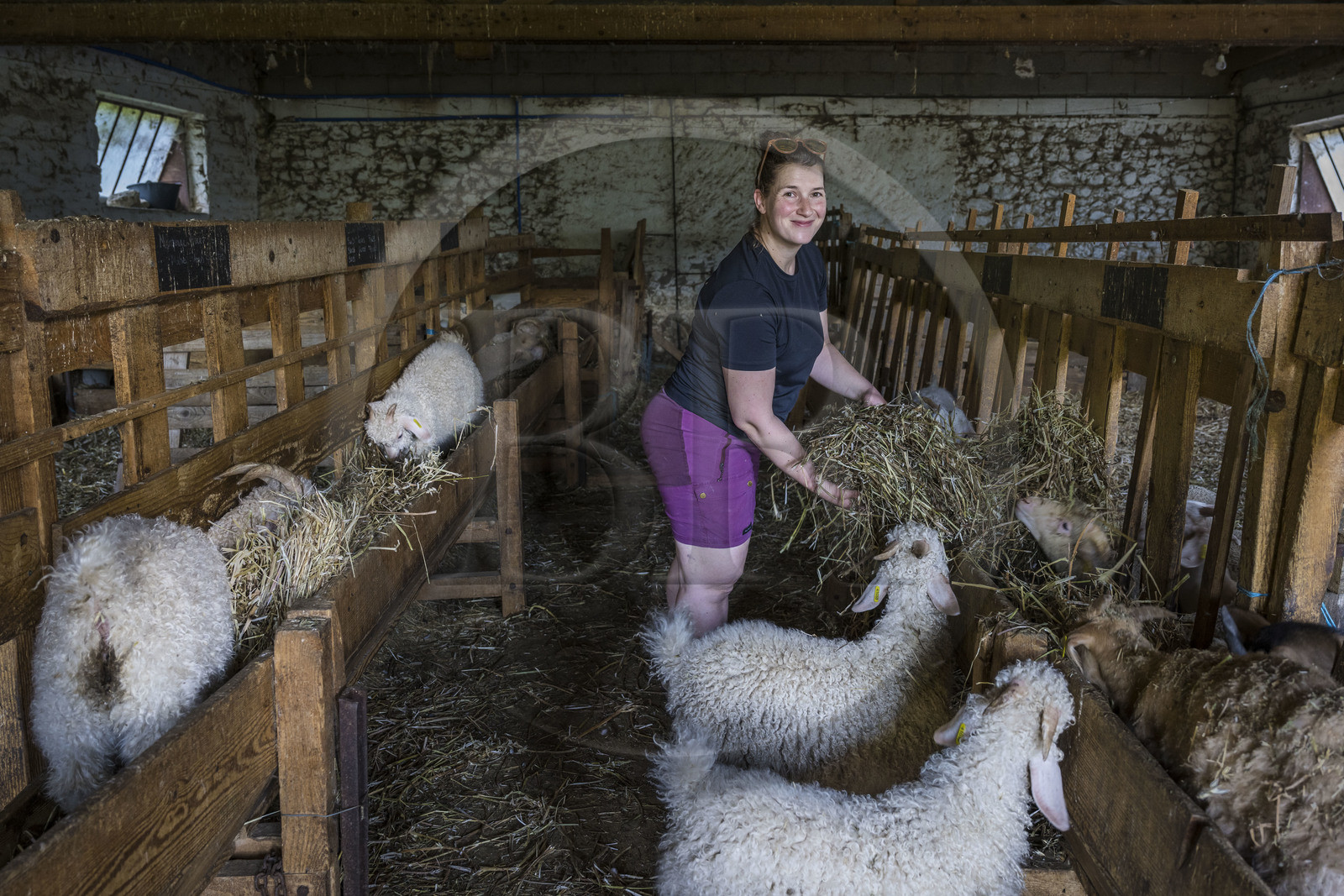 France, Drôme (26), parc naturel régional des Baronnies provençales, Saint-Sauveur-Gouvernet, ferme Mohair du Moulin dans la vallée de l’Ennuye, Isabelle Aubert dans la bergerie de son élevage de chèvres angora