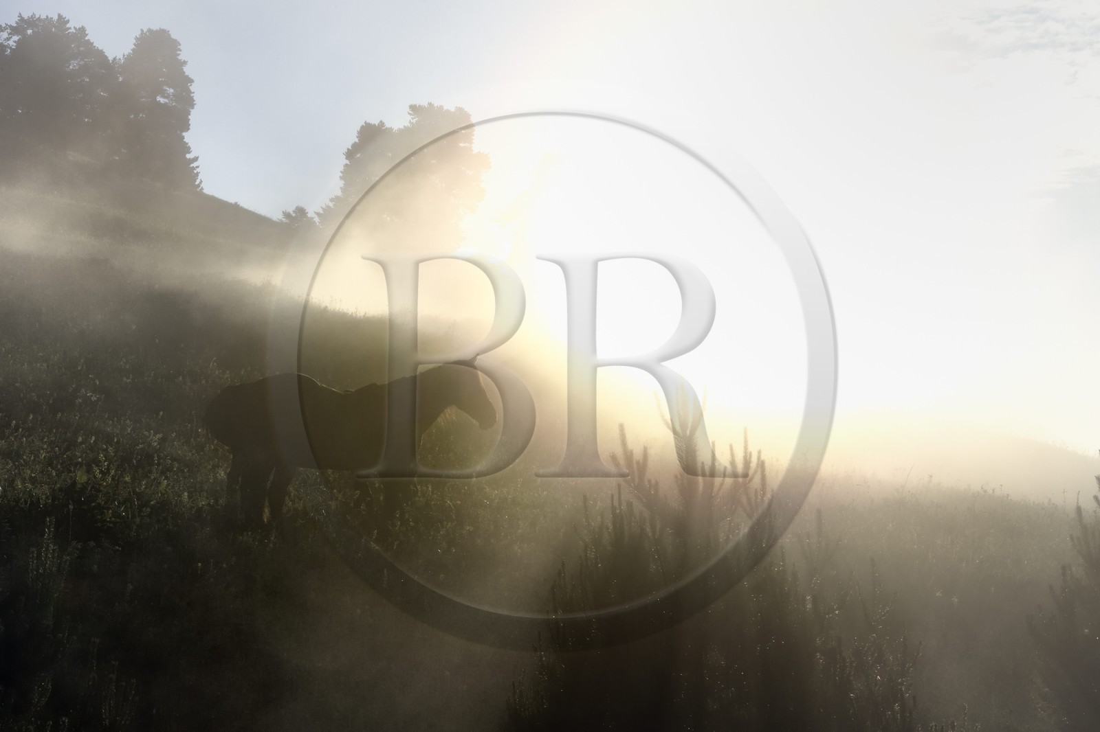 Géorgie, Kakheti, Parc national de Touchétie, Omalo, cheval dans la brume