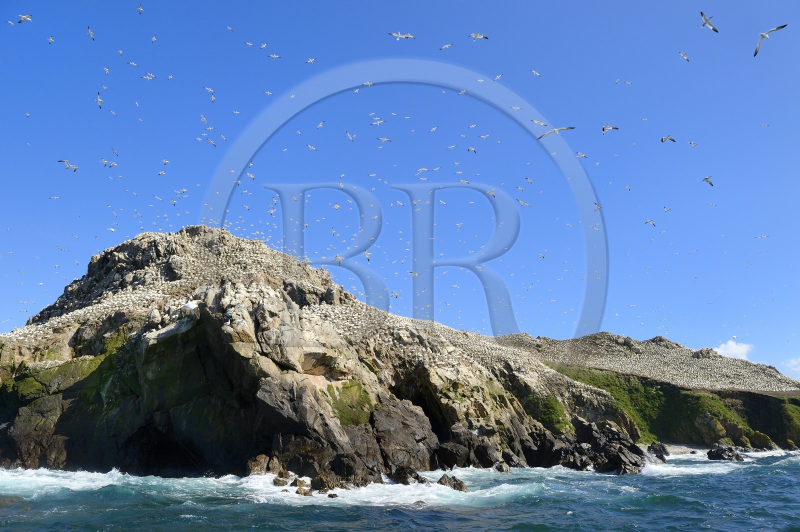France, Côtes-d'Armor (22), Perros-Guirec, archipel et réserve ornithologique de Sept-Iles, Ile Rouzic, colonie de fous de Bassan (Morus bassanus), unique point de nidification en France pour plus de 20000 couples
