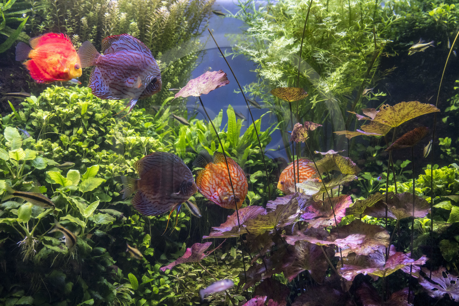 Spain, Catalonia, Barcelona, Port Vell, the aquarium, discus fish (Symphysodon discus)