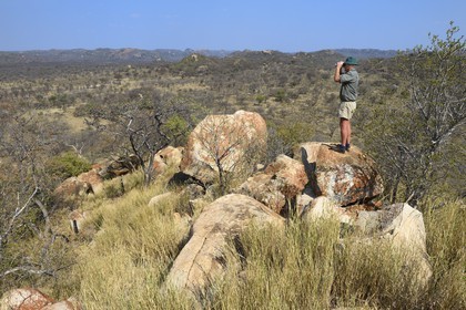 Zimbabwe, province de Matabeleland méridional, Matobo ou Matopos Hills National Park, classé Patrimoine Mondial de l'UNESCO,  safari à pied à la recherche de rhinocéros blanc, le guide Norman Scott observe à la jumelle