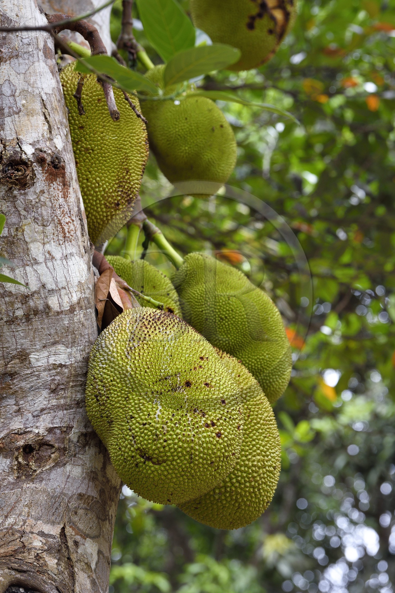 France, Ile de Mayotte, Grande-Terre, Ouangani, Jaquier (Artocarpus heterophyllus)