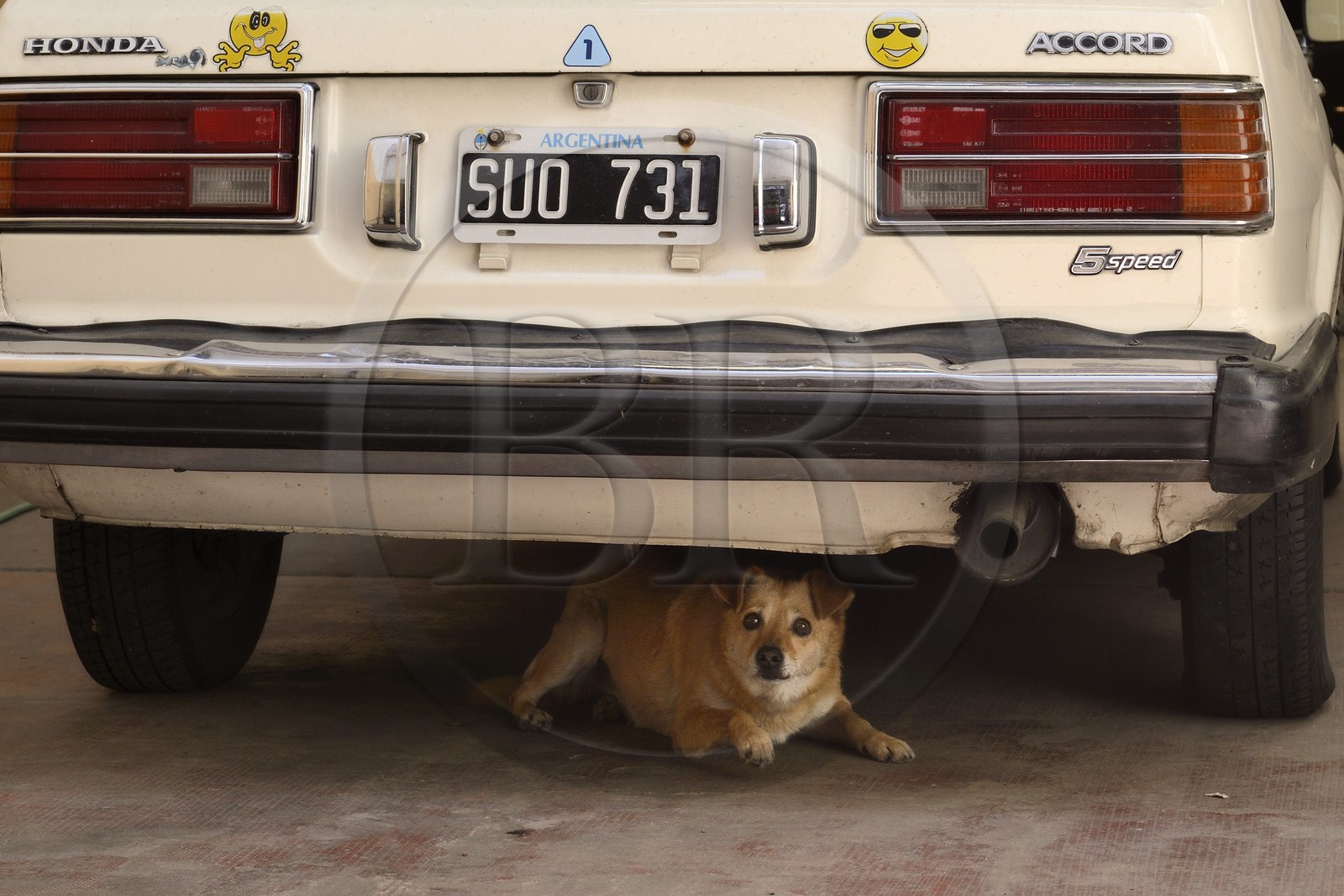 Argentine, Buenos Aires, quartier Palermo, chien et voiture