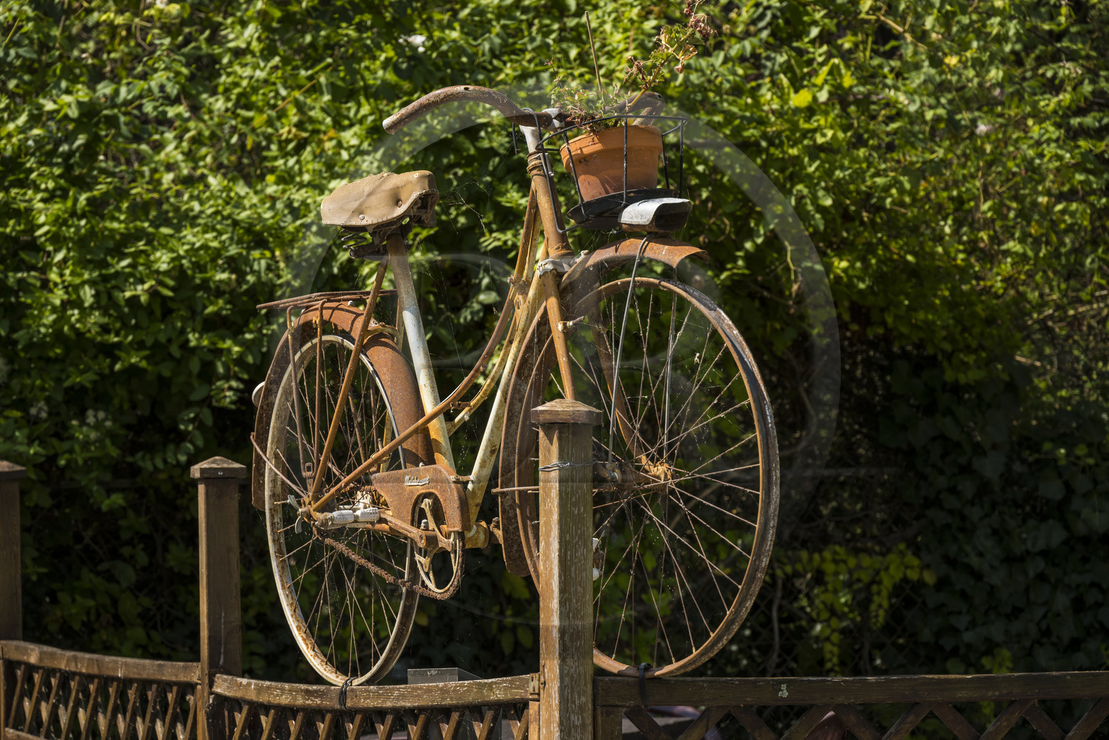 France, Maine-et-Loire (49), vallée de la Loire classée au Patrimoine Mondial par l'UNESCO, Gennes-Val-de-Loire, vieille bicyclette en décoration