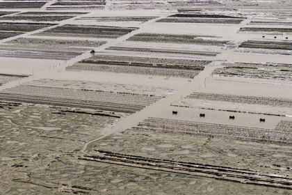 France, Charente Maritime, Oleron island, Dolus d’Oléron, the oyster beds of the Marennes-Oléron basin in the Pertuis d'Antioche at low tide (aerial view)