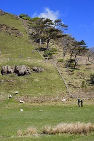 Royaume-Uni, Ecosse, Highland, Hébrides intérieures, Ile de Mull, collines de la Baie de Calgary