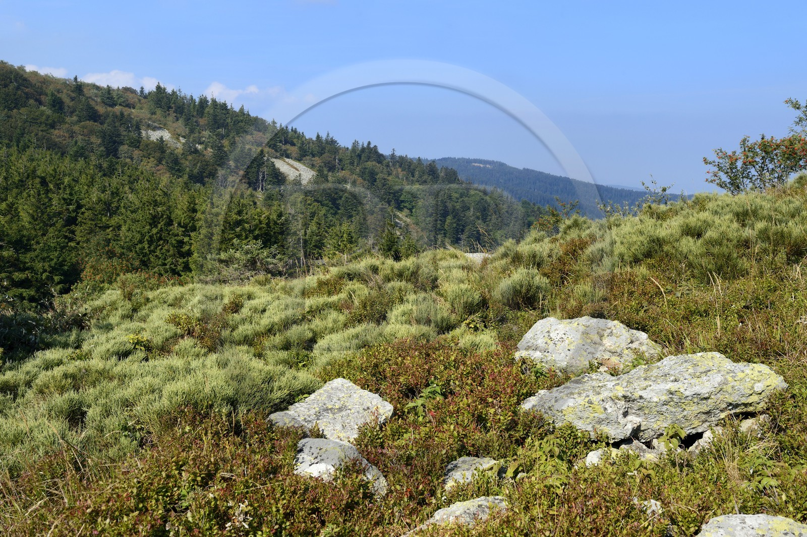 France, Loire (42), Parc Naturel Régional du Pilat, Crêt de l'Oeillon dans le massif du Pilat, paysage de lande à Genêt