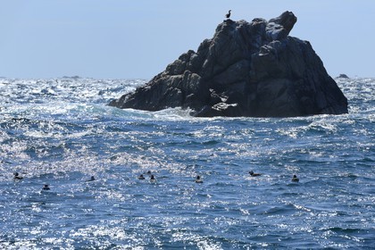 France, Cotes-d'Armor, Perros-Guirec, Sept-Iles Archipelago and bird sanctuary, Rouzic island, Atlantic Puffin (Fratercula arctica)