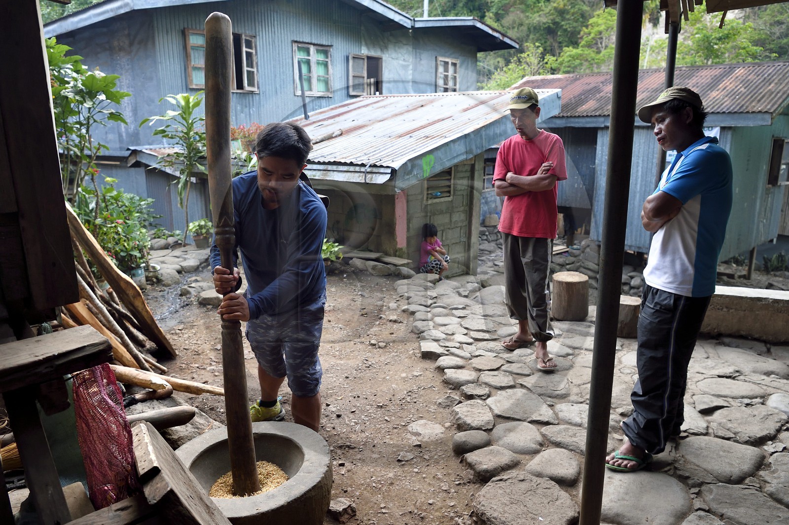 Philippines, province d'Ifugao, région de Banaue, village de Cambulo, battage du riz au pilon
