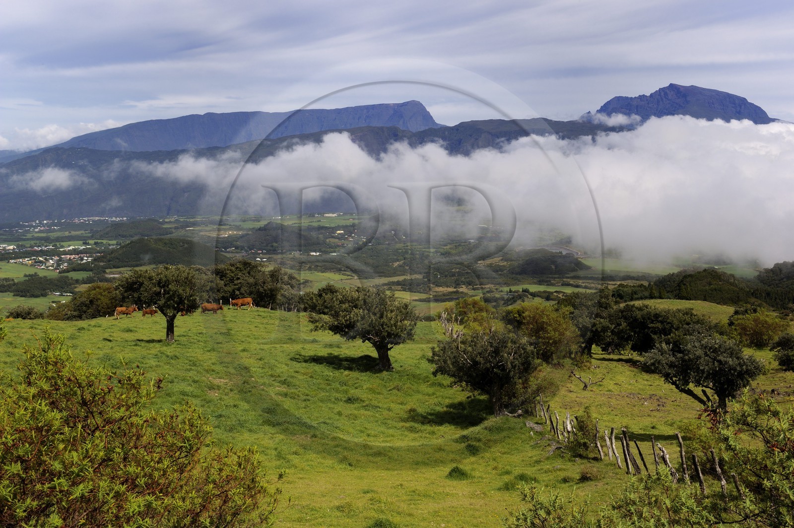 France, Ile de la Reunion, troupeau de vaches sur les pentes du volcan du Piton de la Fournaise, la Plaine des Cafres et l'ancien volcan du Piton des Neiges en arrière plan