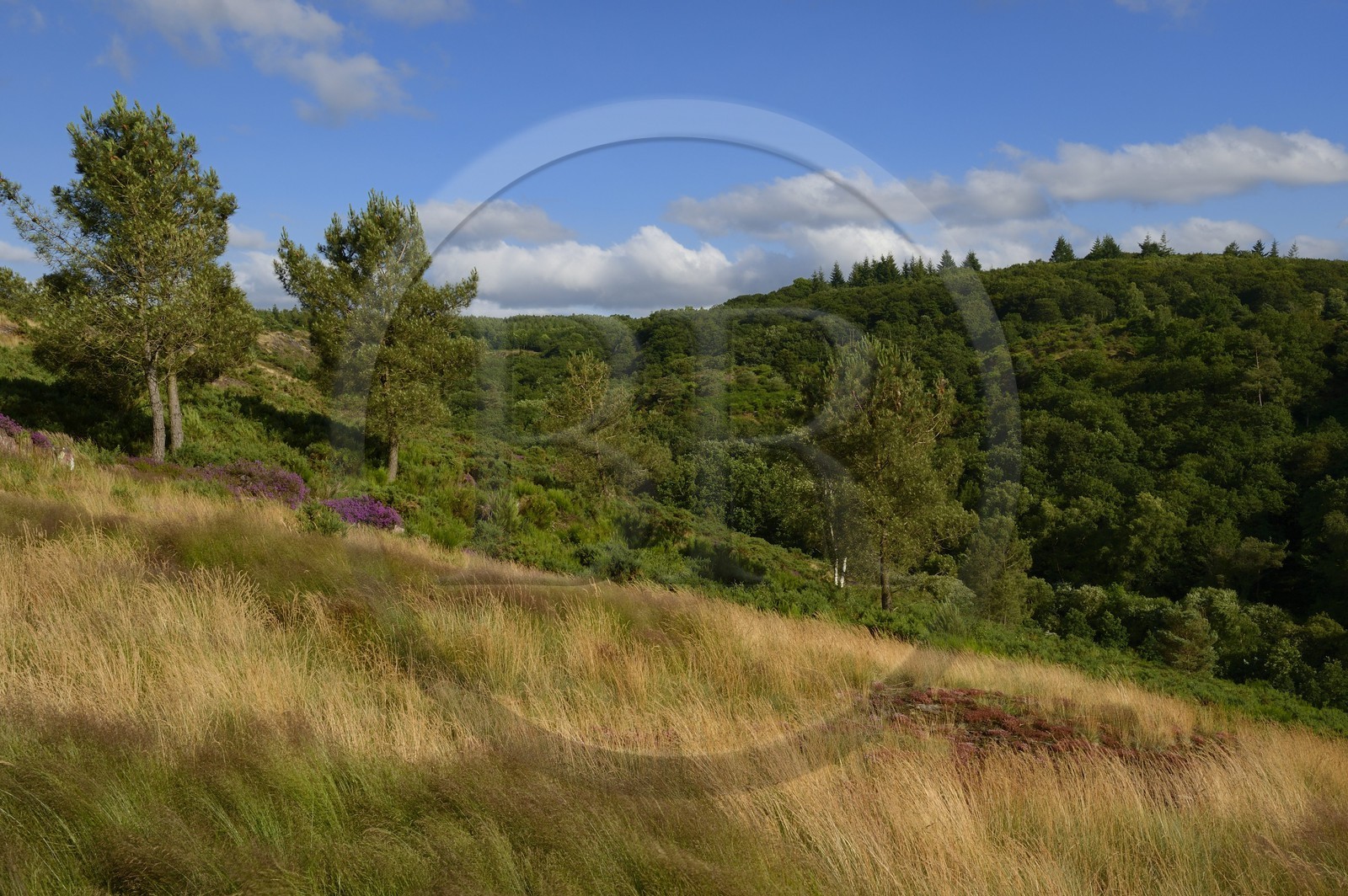 France, Morbihan (56), forêt de Brocéliande, Tréhorenteuc, la lande du Val sans retour