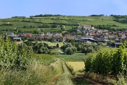 France, Bas-Rhin (67), Route des Vins d'Alsace, le village de Dangolsheim entouré de vignes