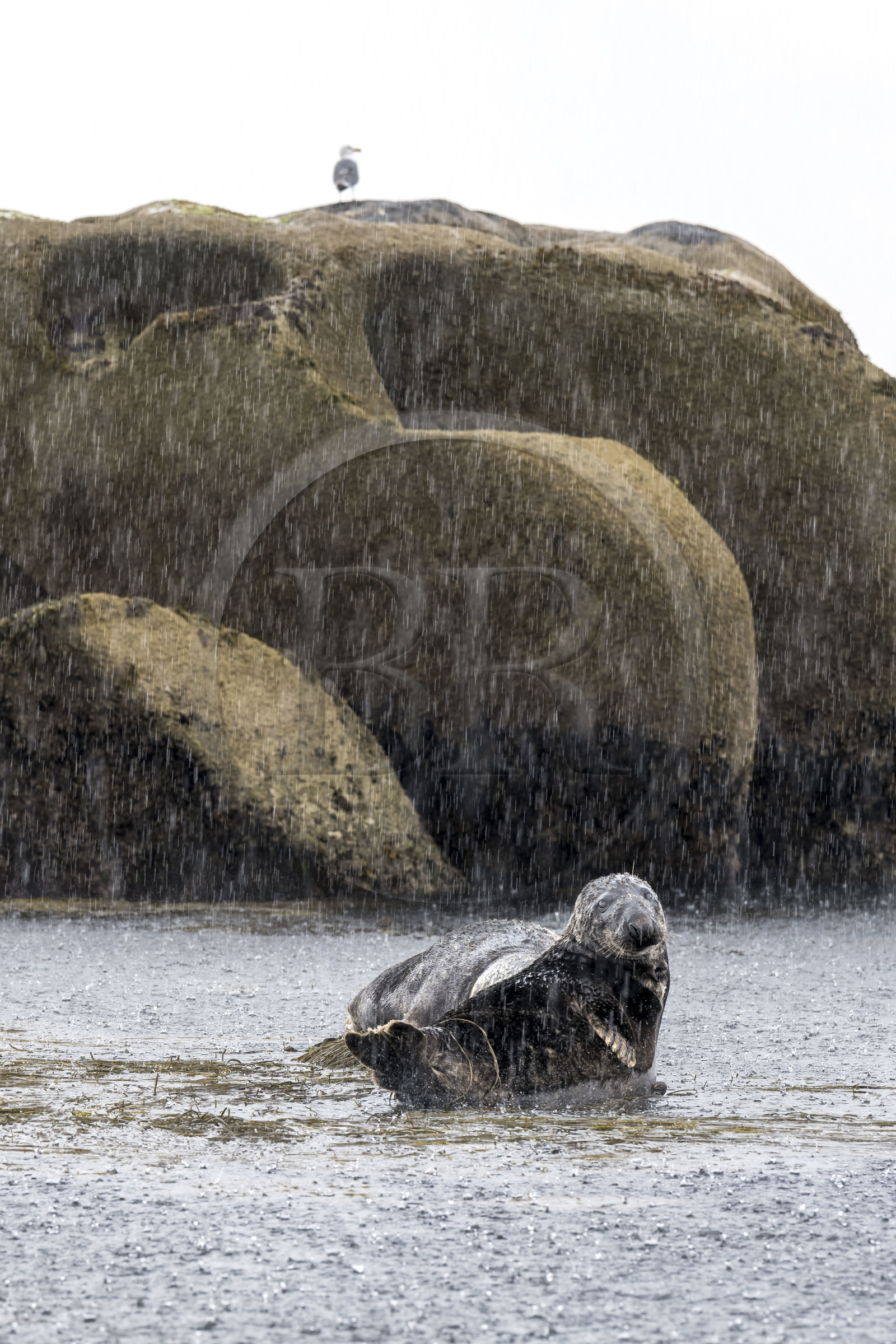 France, Finistère, Penmarch, Étocs archipelago, gray seal (halichoerus grypus)