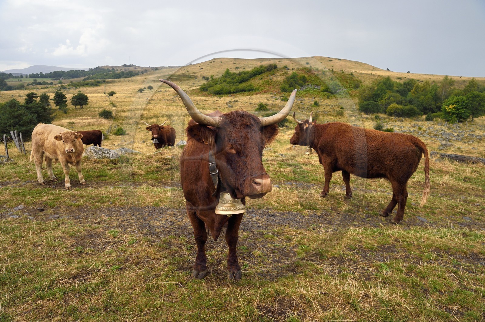 France, Cantal (15), Parc Naturel Régional des Volcans d'Auvergne, plateau de Chastel-sur-Murat sur le chemin de Saint-Jacques de Compostelle par la Via Arverna, vaches Salers dans les prés