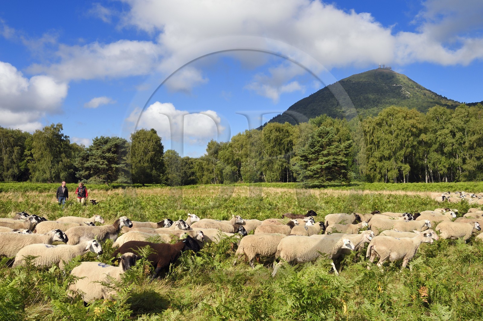 France, Puy de Dome, Parc Naturel Régional des Volcans d'Auvergne (regional nature park of Auvergne volcanoes), Chaine des Puys listed as World heritage by UNESCO, the shepherdesse Ostiane Vuillermoz and sheep breeder Jean-Luc Tourreix with his flock of Rava sheep at the foot of the Puy de Dôme volcano