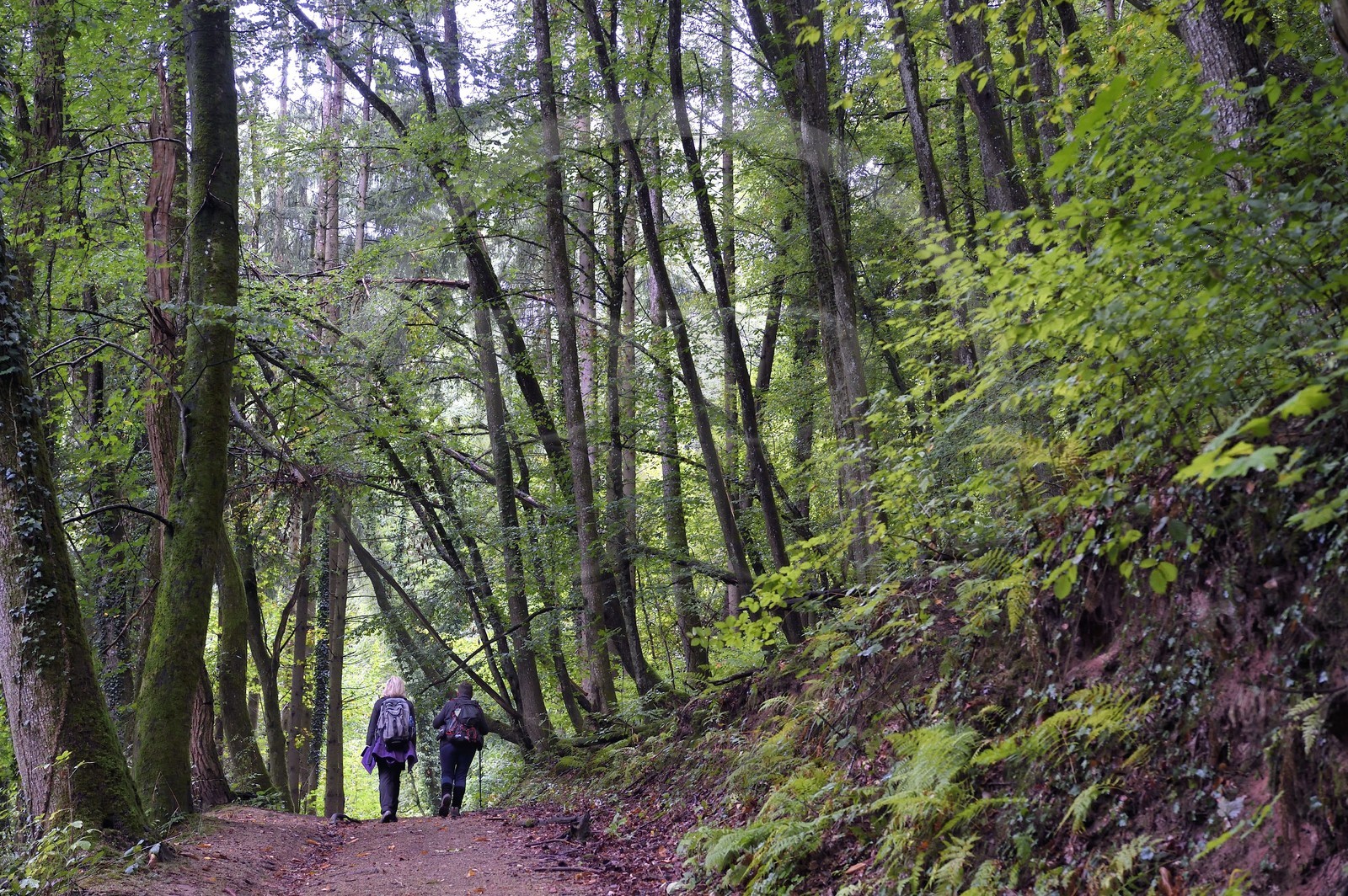 France, Bas-Rhin, Parc regional des Vosges du nord (Northern Vosges Regional Natural Park), La Petite Pierre, Trois Roches trail towards the Rocher Blanc (White Rock)