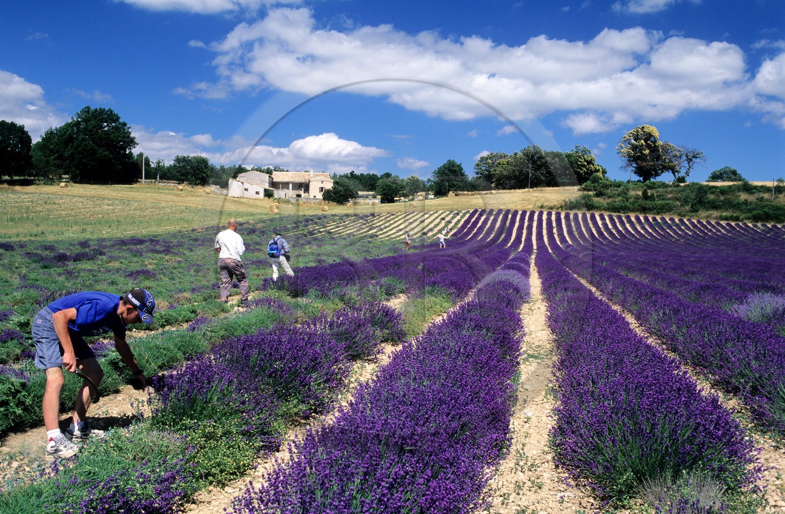 France, Vaucluse, Albion's plateau, manual cutting out in a field of lavender