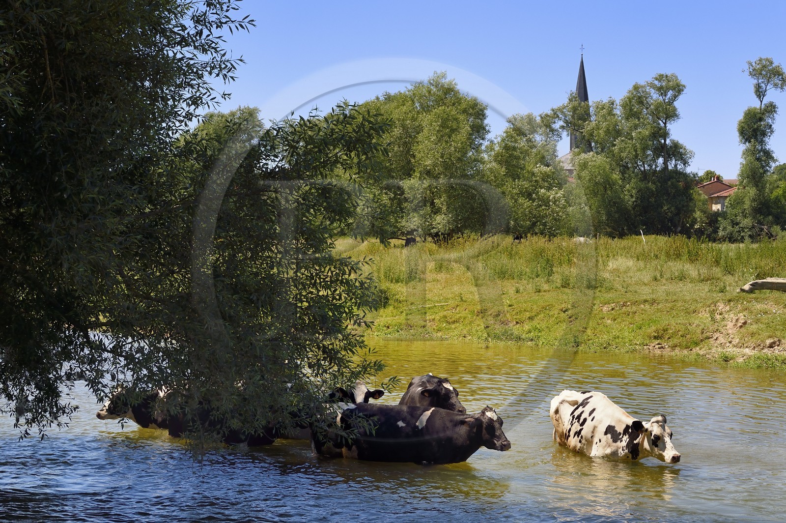 France, Meuse (55), Bannoncourt, vaches se baignant dans la Meuse