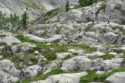 France, Alpes-Maritimes, parc national du Mercantour (Mercantour National Park), Valmasque valley, hikers and a female Alpine ibex (Capra ibex)