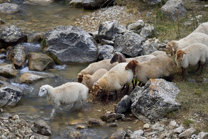 Azerbaïdjan, région de Quba (Guba), chaine de montagne du Grand Caucase, randonnée entre le village de Qalaxudat et de Giriz, moutons traversant une rivière