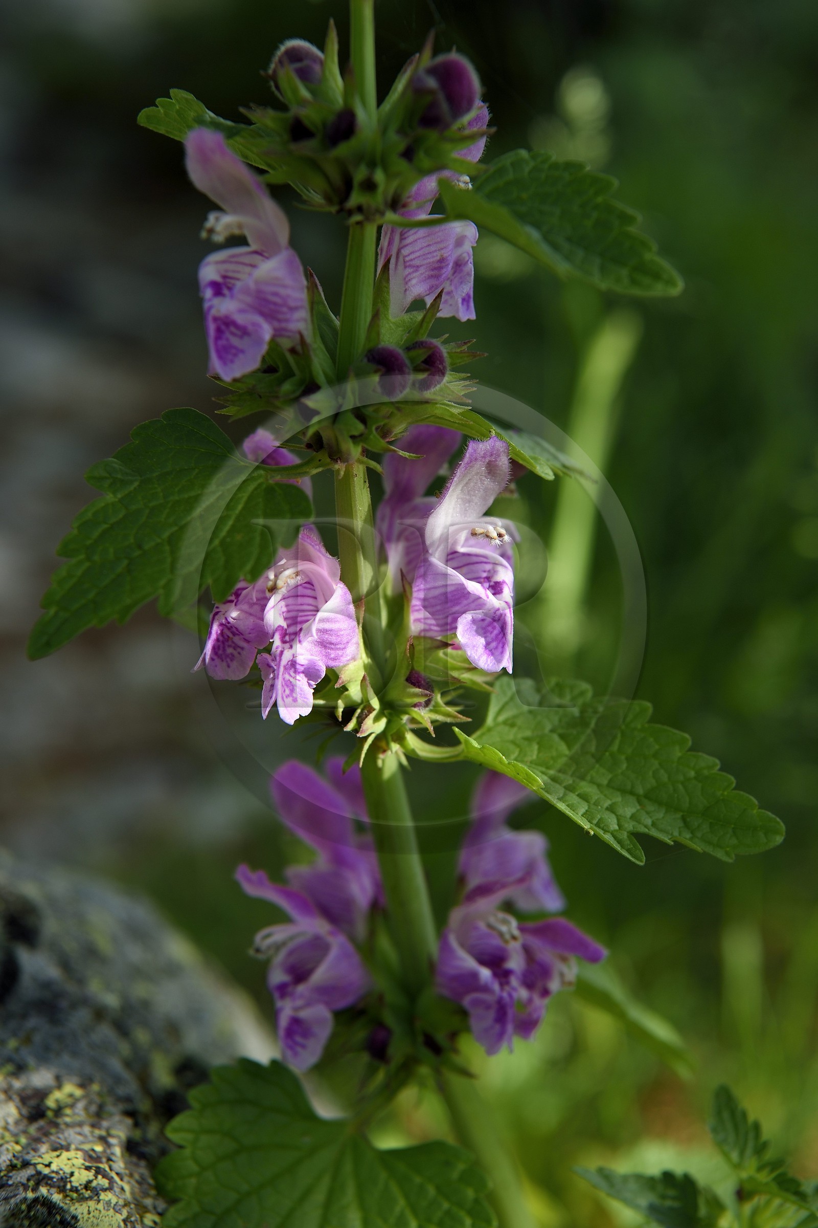 France, Alpes-Maritimes, parc national du Mercantour (Mercantour National Park), vallon de la Minière (Miniere valley) below the Vallee des Merveilles (Valley of Wonders)