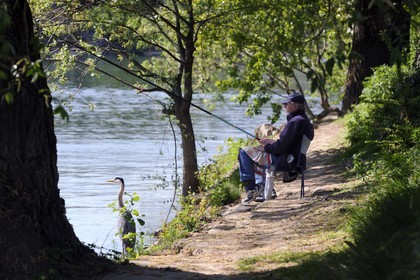 France, Val-de-Marne (94), les bords de Marne, Champigny-sur-Marne, le pêcheur Jean et le Héron cendré (Ardea cinerea) qui se tient régulièrement à ses côtés