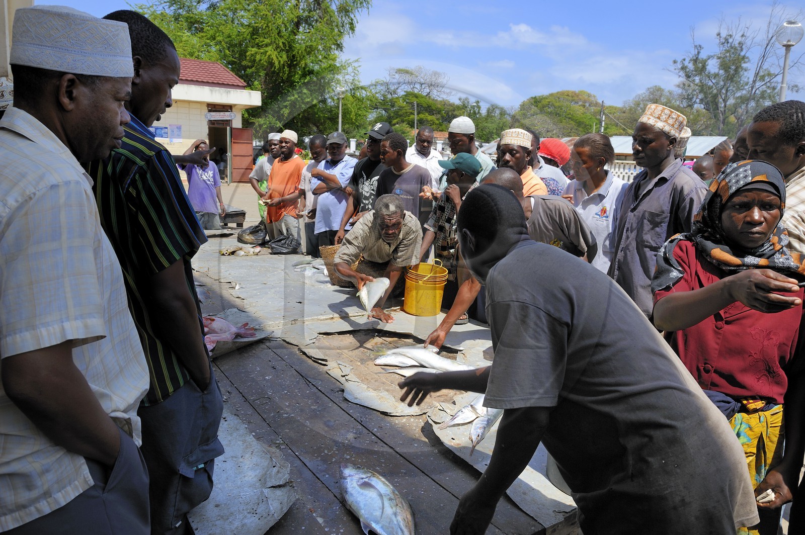 Tanzanie, Dar es-Salaam, vente aux enchères de la pêche du jour au marché aux poissons de Kivukoni