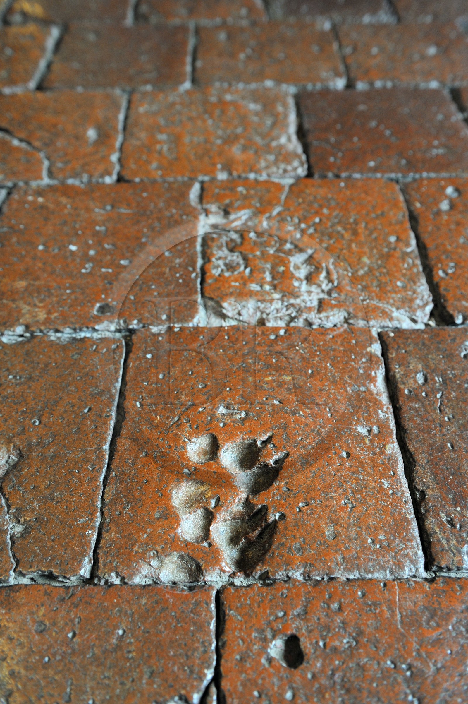 France, Cote d'Or, Chateauneuf en Auxois, labelled Les Plus Beaux Villages de France (The Most Beautiful Villages of France), the castle, imprint of animals dating from the Middle Ages in the clay tiles of the ground to chase away evil spirits